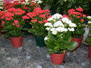 Kalanchoe Blossfeldiana